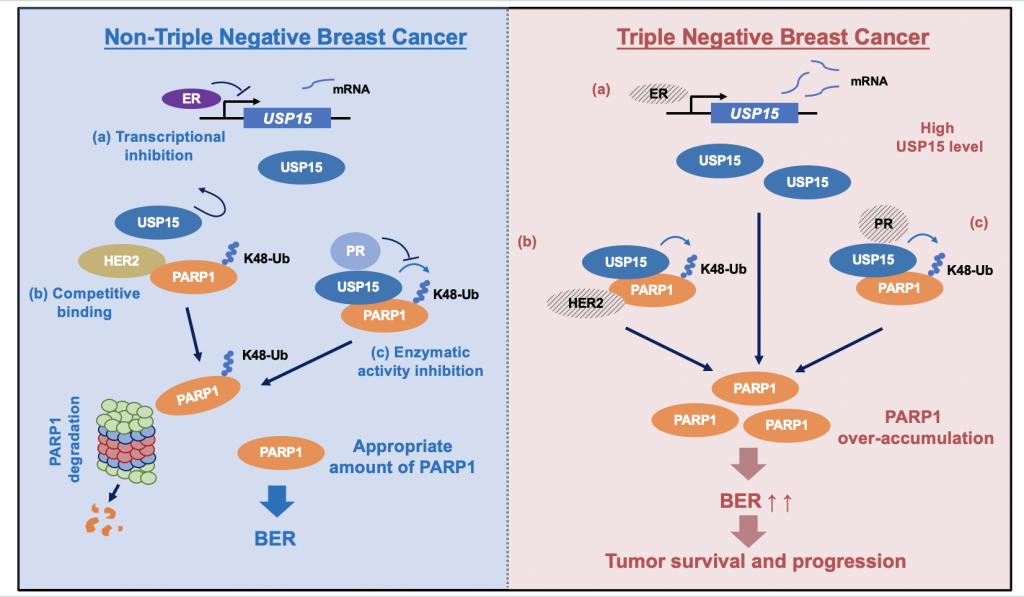 毛志勇团队在《自然-癌症》上发文揭示USP15-PARP1信号轴在三阴性乳腺癌进展及治疗中的关键作用