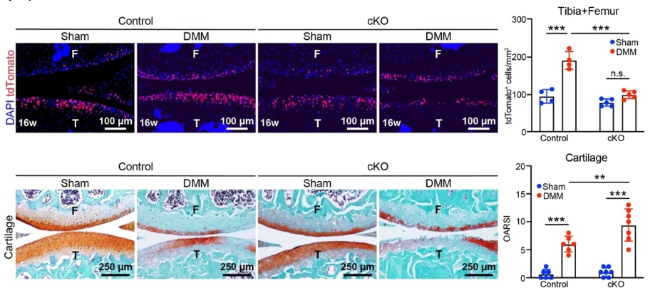 [news]-Tongji University Researchers Uncover Mechanosensitive Procr ...