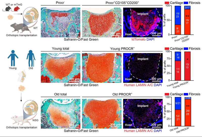 [news]-Tongji University Researchers Uncover Mechanosensitive Procr ...